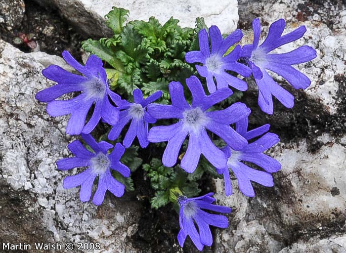<i>Primula tenuiloba </i>