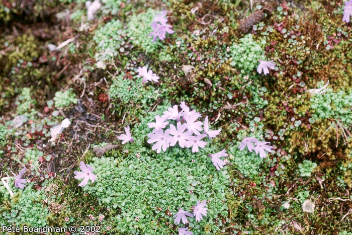 <i>Primula tenuiloba </i>
