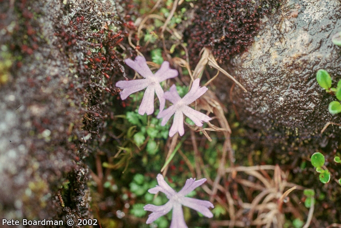<i>Primula tenuiloba </i>