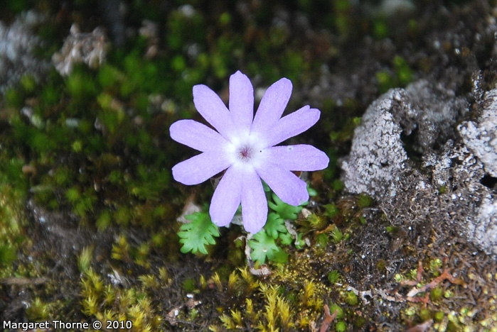 <i>Primula tenuiloba </i>