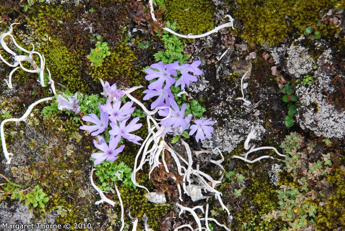 <i>Primula tenuiloba </i>