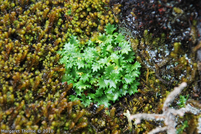 <i>Primula tenuiloba </i>