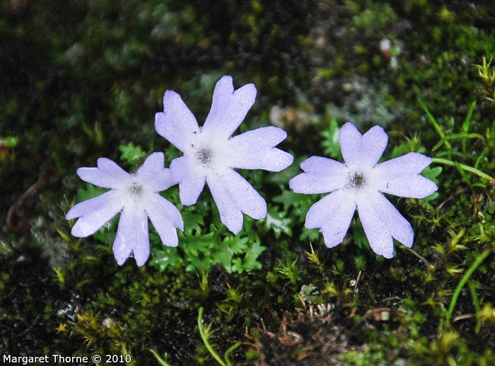 <i>Primula tenuiloba </i>