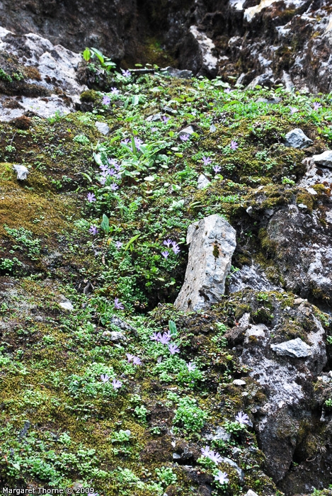 <i>Primula tenuiloba </i>