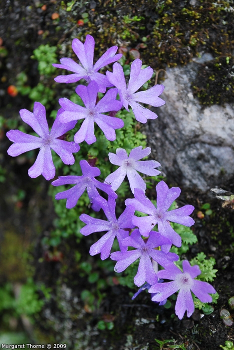 <i>Primula tenuiloba </i>