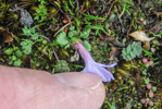 <i>Primula tenuiloba </i>