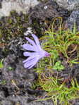 <i>Primula tenuiloba </i>