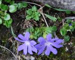 <i>Primula tenuiloba </i>