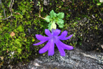 <i>Primula tenuiloba </i>