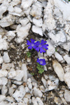 <i>Primula tenuiloba </i>