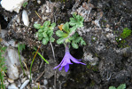 <i>Primula tenuiloba </i>