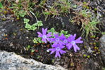 <i>Primula tenuiloba </i>
