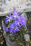 <i>Primula tenuiloba </i>
