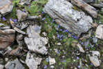 <i>Primula tenuiloba </i>