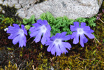 <i>Primula tenuiloba </i>