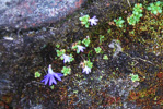 P. tenuiloba flower (left), P. muscoides plants in flower (right)