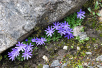 <i>Primula tenuiloba </i>