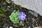 <i>Primula tenuiloba </i>