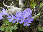 <i>Primula tenuiloba </i>