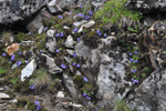 <i>Primula tenuiloba </i>