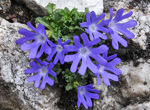 <i>Primula tenuiloba </i>