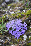 <i>Primula tenuiloba </i>