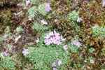 <i>Primula tenuiloba </i>