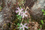 <i>Primula tenuiloba </i>