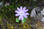 <i>Primula tenuiloba </i>