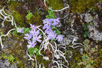 <i>Primula tenuiloba </i>