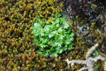 <i>Primula tenuiloba </i>