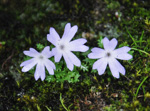 <i>Primula tenuiloba </i>