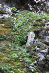 <i>Primula tenuiloba </i>
