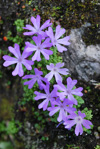 <i>Primula tenuiloba </i>