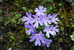 <i>Primula tenuiloba </i>