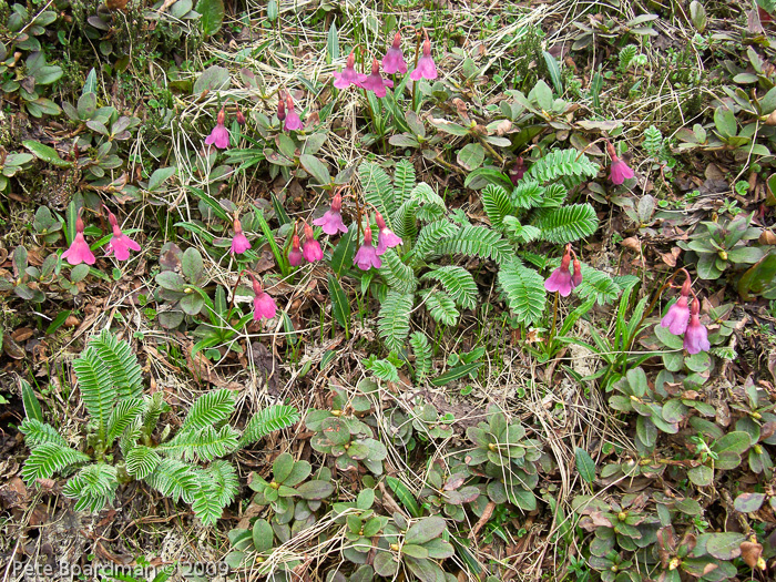 Primula thearosa