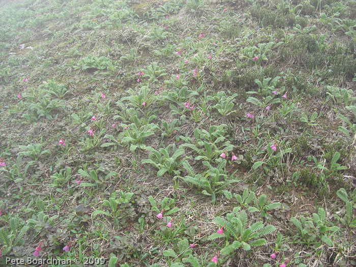 Primula thearosa