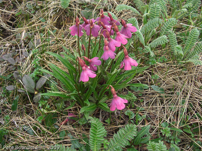 Primula thearosa