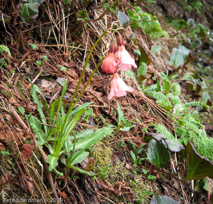 P. agleniana var. atrocrocea X P. thearosa