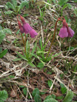 Primula thearosa