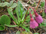 Primula thearosa