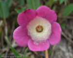 Primula thearosa