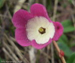 Primula thearosa