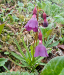 Primula thearosa