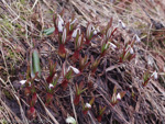 Primula thearosa