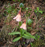 P. agleniana var. atrocrocea X P. thearosa