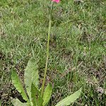 Click to see: XbullesianaJL_0669