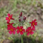 Click to see: XbullesianaJL_0670