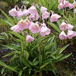 Click to see: aglenianaHV_05727