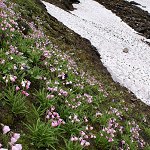 Click to see: aglenianaHV_05732